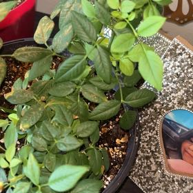 Photo of the plant species Miniature Rose by @CommandingFern named Rose on Greg, the plant care app