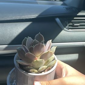 Photo of the plant species Echeveria by @AceRedash84 named Scarlett on Greg, the plant care app