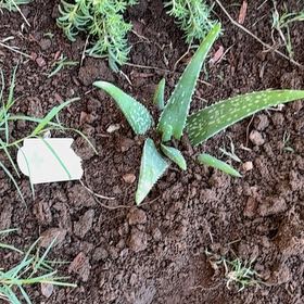 Photo of the plant species Gasteria Acinacifolia by @AvidAmurmaple7 named McKinley on Greg, the plant care app