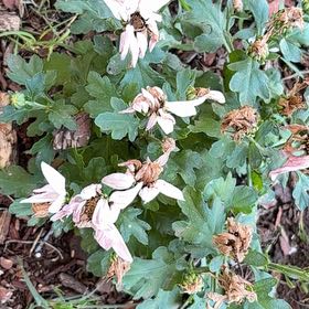 Photo of the plant species Bigroot Geranium by @AvidAmurmaple7 named Demi on Greg, the plant care app