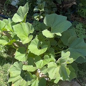 Photo of the plant species Pumpkin by @AvidAmurmaple7 named Orwell on Greg, the plant care app