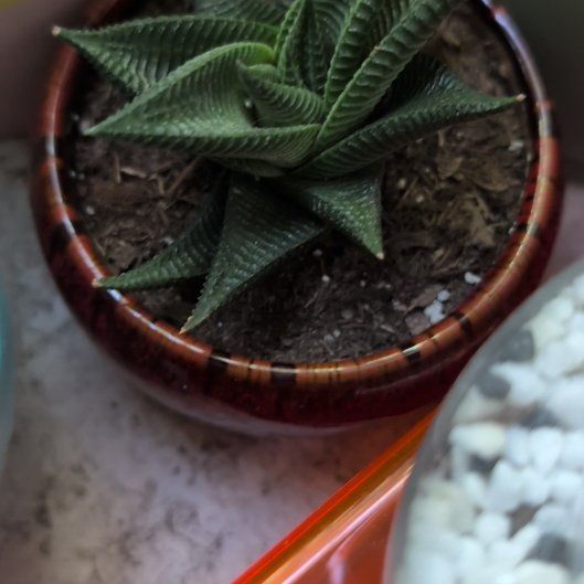 Photo of the plant species Haworthiopsis limifolia 'Twister' by @PreciousTipa named Athena on Greg, the plant care app