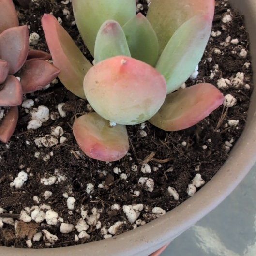 Photo of the plant species Pachyveria 'Royal Flush' by @PreciousTipa named Harley on Greg, the plant care app