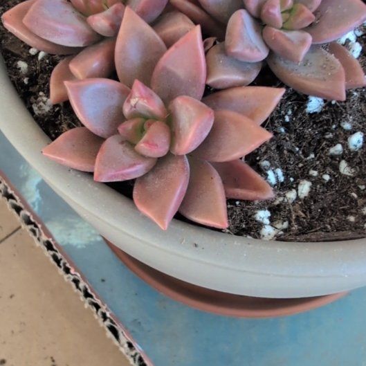 Photo of the plant species Graptosedum 'Vera Higgins' by @PreciousTipa named Selena on Greg, the plant care app
