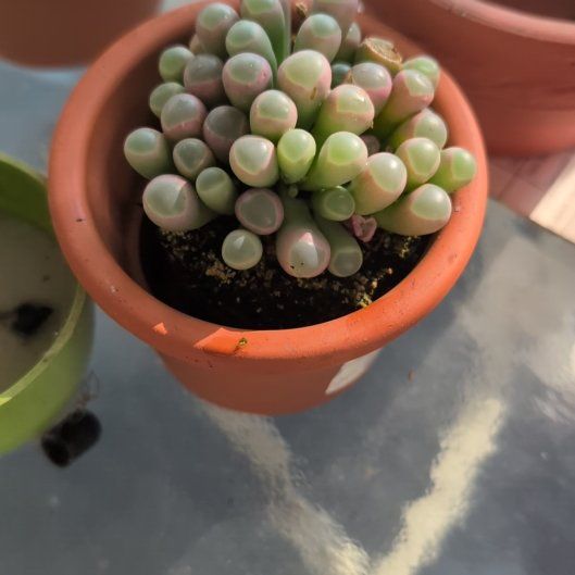 Photo of the plant species Baby Toes by @PreciousTipa named Madrox on Greg, the plant care app