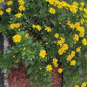Photo of the plant species African Bush Daisy by @MeekKiekie58 named Eva on Greg, the plant care app