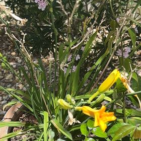 Photo of the plant species Yellow Daylily by @MeekKiekie58 named Hemingway on Greg, the plant care app