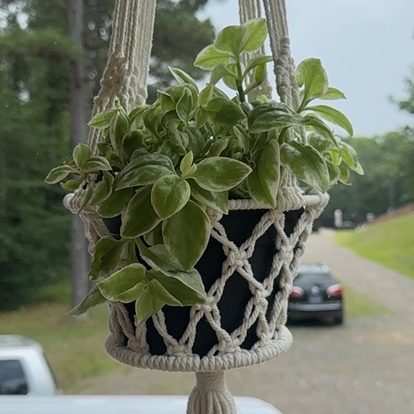 Photo of the plant species Aptenia cordifolia 'Variegata' by @Walmartplants94 named Beyonce on Greg, the plant care app