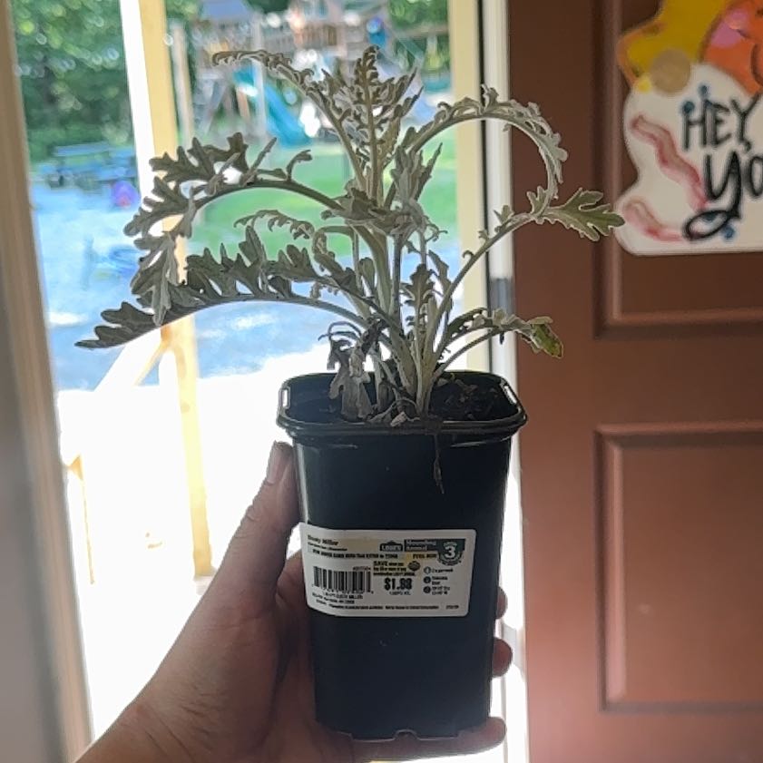 Photo of the plant species Dusty Miller by @Walmartplants94 named Frozen Jenny on Greg, the plant care app