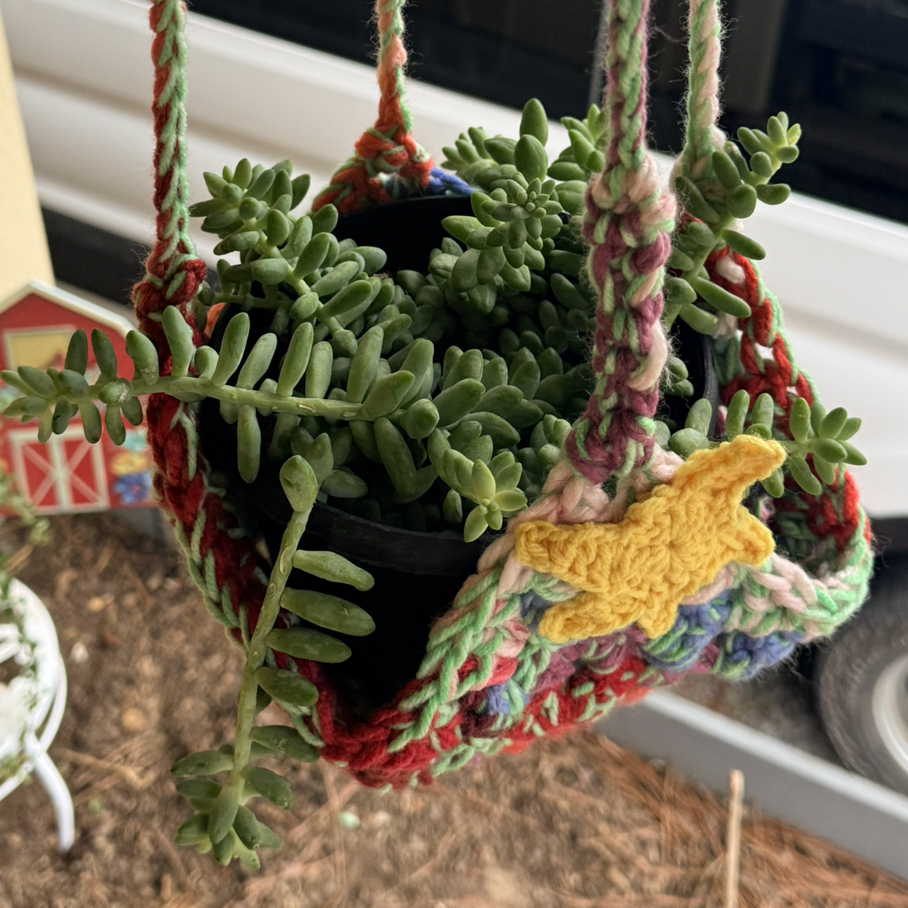 Photo of the plant species Donkey Tail by @Walmartplants94 named Leonardo on Greg, the plant care app