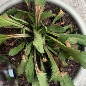 Photo of the plant species Shasta Daisy by @FieryLilac66 named Maya on Greg, the plant care app