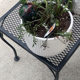 Photo of the plant species Gazania by @FieryLilac66 named Robert Plant on Greg, the plant care app