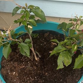 Photo of the plant species Lesser Bougainvillea by @DeftSapote62 named Baesil on Greg, the plant care app