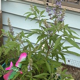 Photo of the plant species Chaste Tree by @DeftSapote62 named Planty on Greg, the plant care app