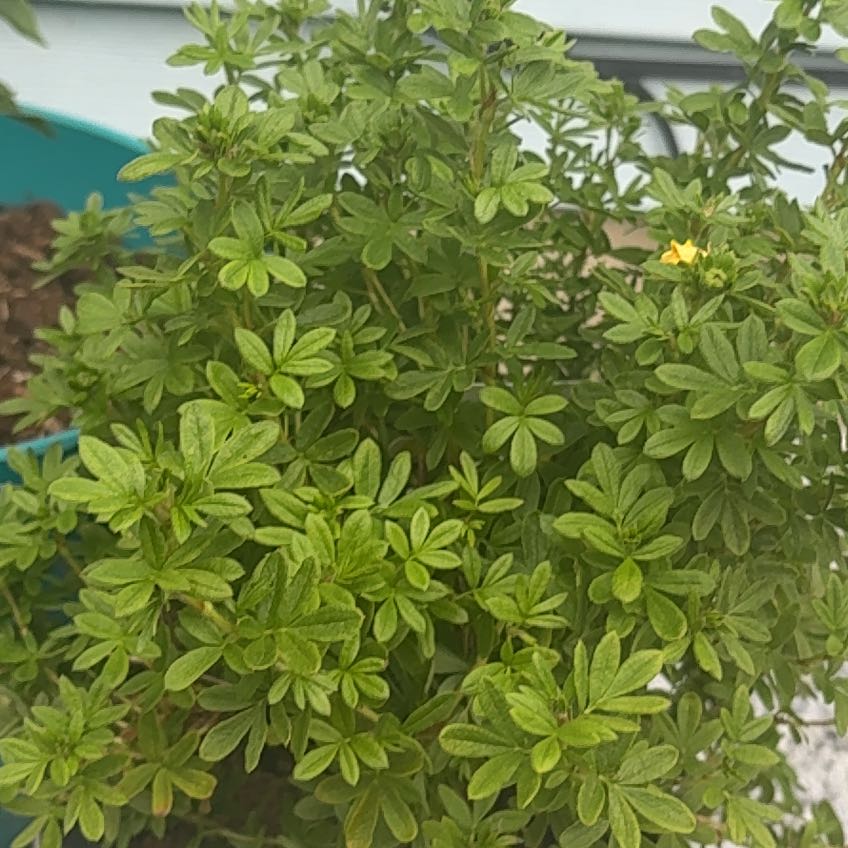 Photo of the plant species Widdy by @DeftSapote62 named Achilles on Greg, the plant care app