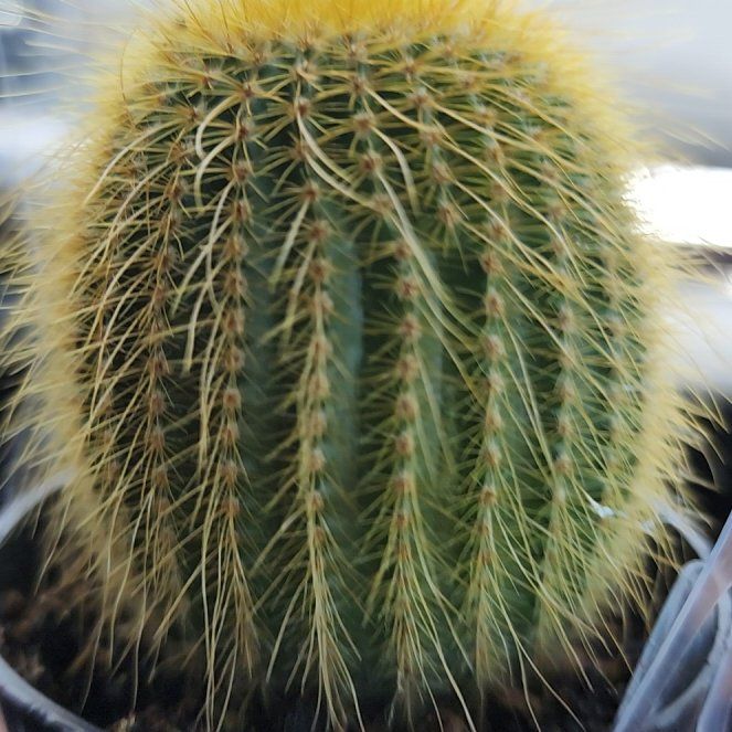 Photo of the plant species Parodia Leninghausii by @DauntlessQuince named Darwin on Greg, the plant care app