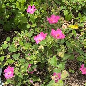 Photo of the plant species Pavonia Lasiopetala by @AceSedum47 named Xena on Greg, the plant care app
