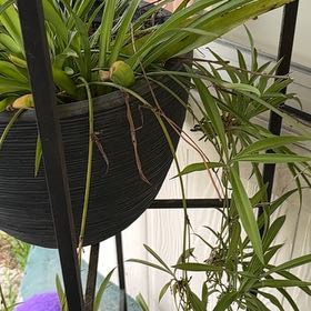 Photo of the plant species Umbrella Papyrus by @AceSedum47 named Sproutacus on Greg, the plant care app