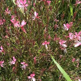 Photo of the plant species Lindheimer's Beeblossom by @AceSedum47 named Gobi on Greg, the plant care app