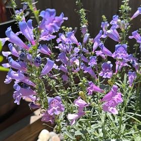 Photo of the plant species Canterbury Bells by @BBBhill named Orwell on Greg, the plant care app