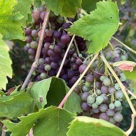 Photo of the plant species Wine Grape by @BBBhill named Gomez on Greg, the plant care app