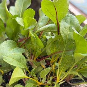 Photo of the plant species Common Beet by @BBBhill named Huckleberry Fern on Greg, the plant care app