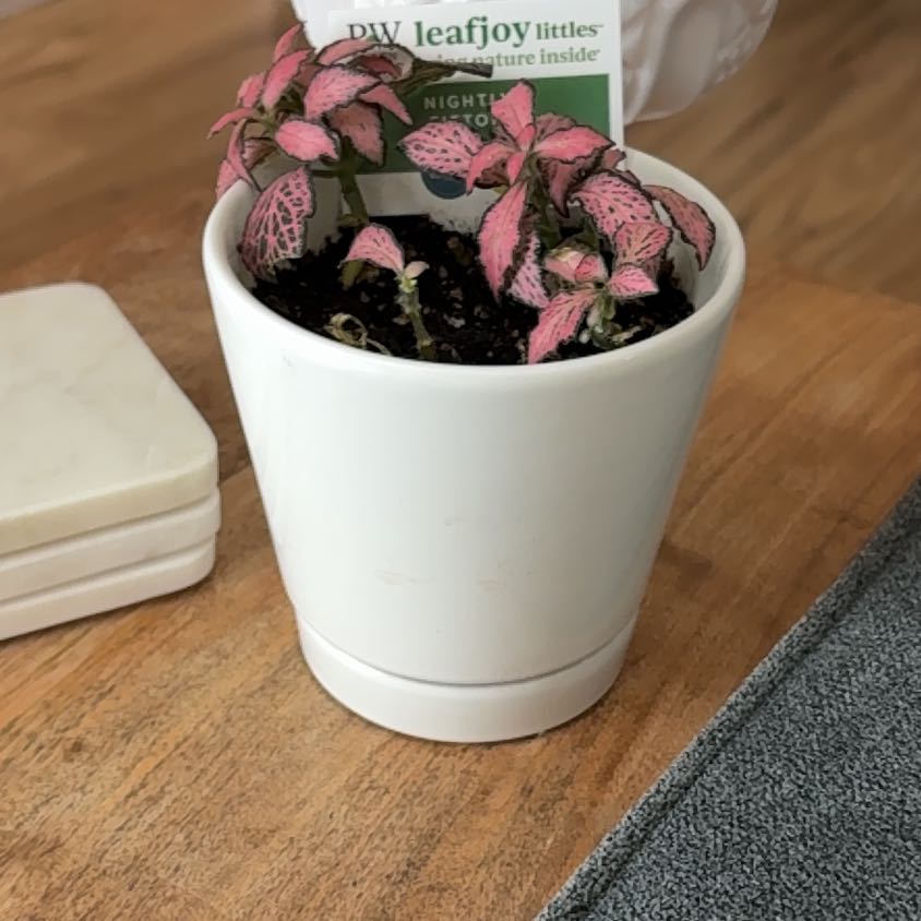 Photo of the plant species Pink Fittonia by @ColossalWavycap named Morgan Treeman on Greg, the plant care app