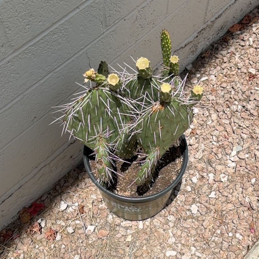 Photo of the plant species Brownspine Prickly Pear by @HappyPapaya2 named Luna on Greg, the plant care app