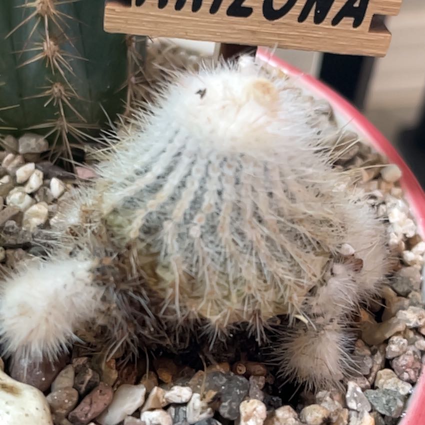 Mochi