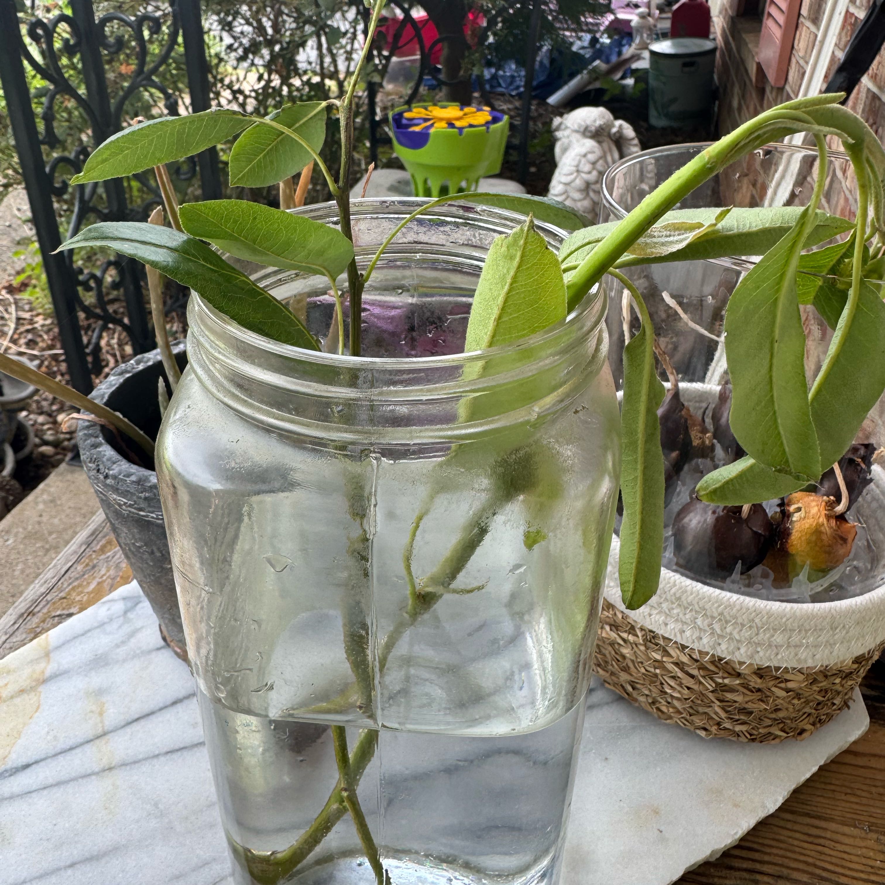 Photo of the plant species Apple by @BuddingPeanut37 named Duke on Greg, the plant care app