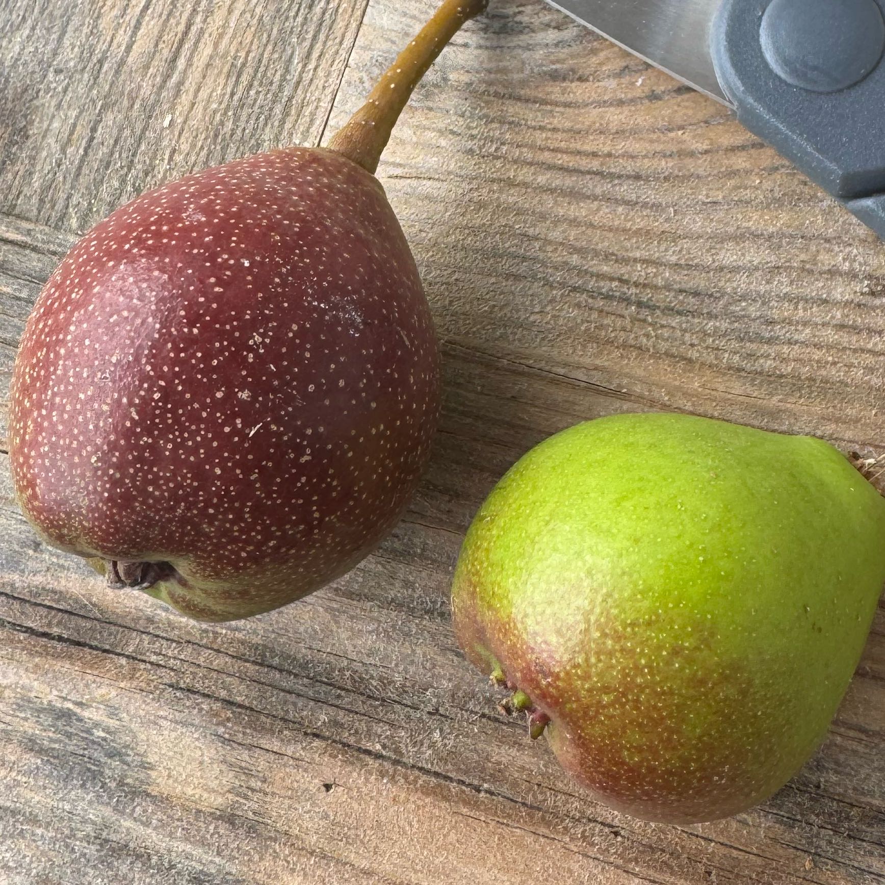 Photo of the plant species Apple by @BuddingPeanut37 named Sonora on Greg, the plant care app