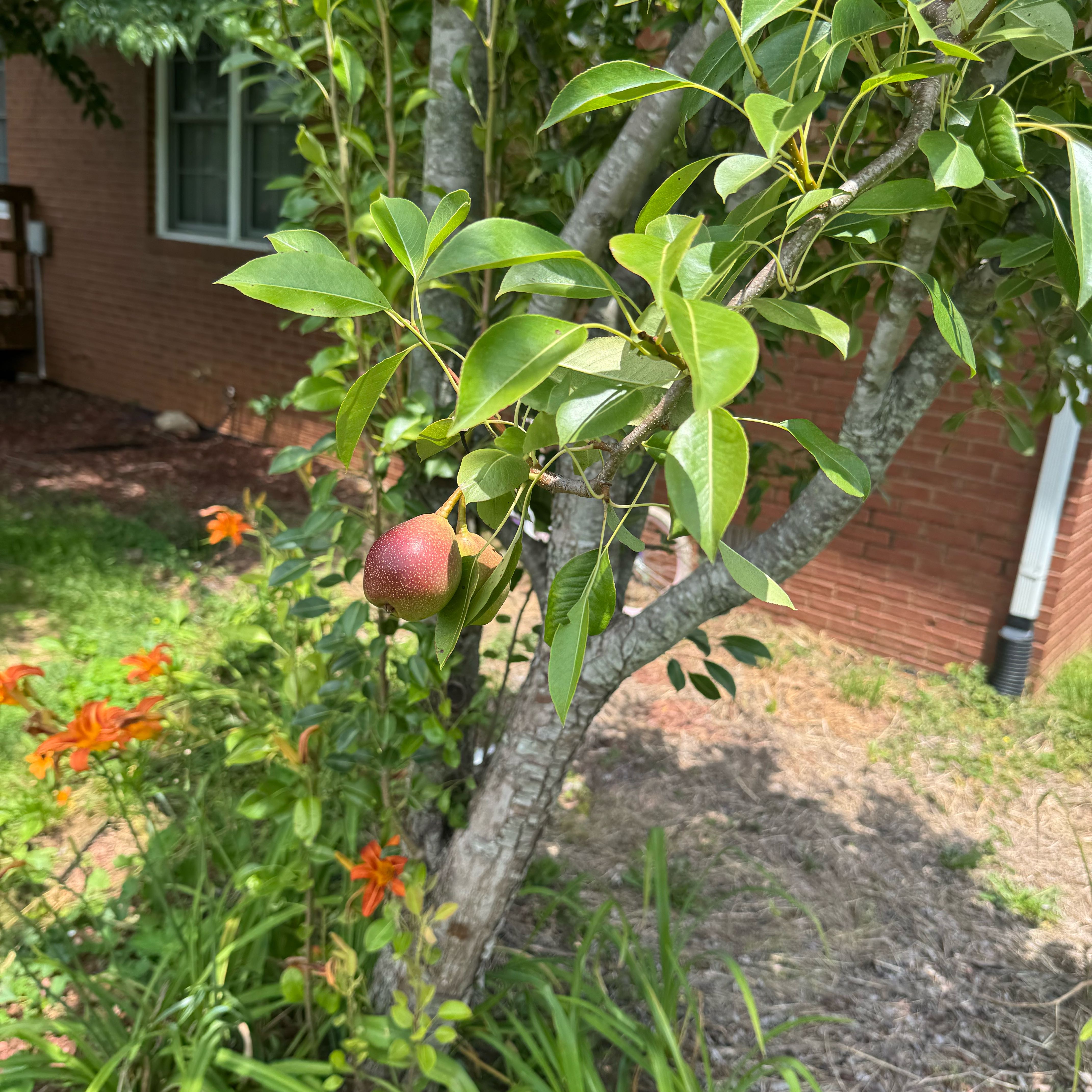 Photo of the plant species Common Pear by @BuddingPeanut37 named Rosa on Greg, the plant care app