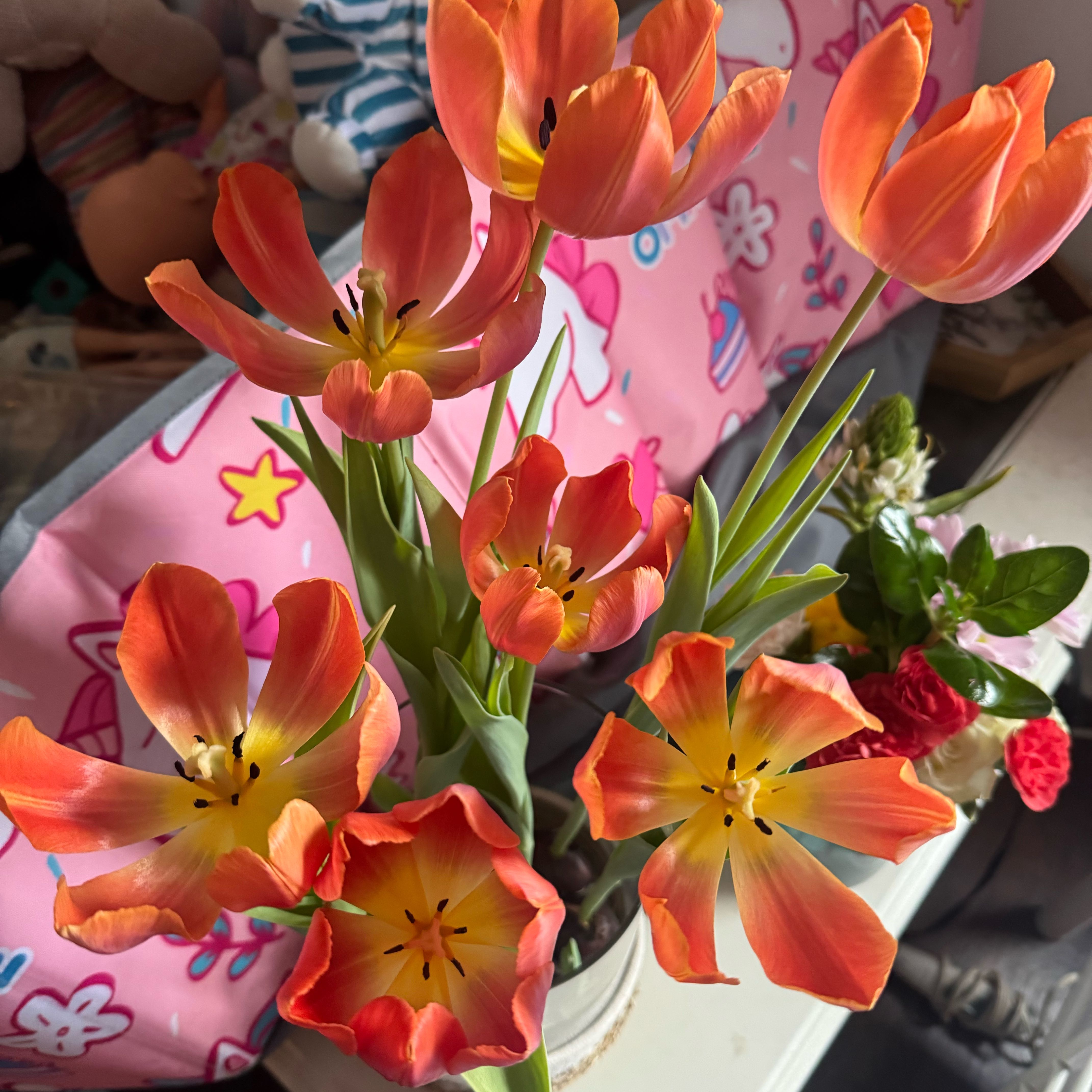 Photo of the plant species Garden Tulip by @BuddingPeanut37 named Girlfrond on Greg, the plant care app