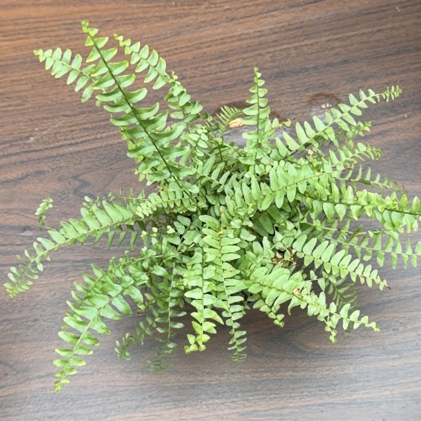 Photo of the plant species Ebony Spleenwort by @GemGinseng13 named Gomez on Greg, the plant care app