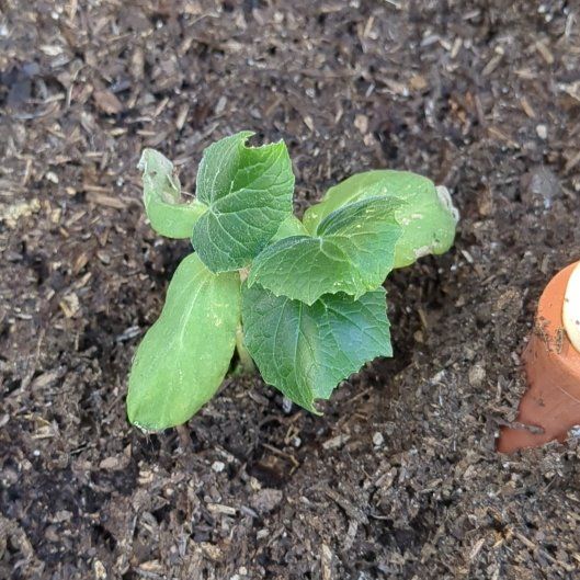 Photo of the plant species Garden Sweet Burpless Cucumber by @JazzyPokaka19 named Benedict Cucumberbatch on Greg, the plant care app