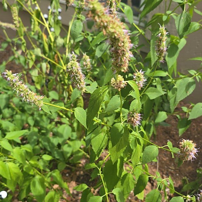 Photo of the plant species Anise-Hyssop by @EarlyPeony4 named Kendall on Greg, the plant care app