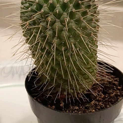 Photo of the plant species Mammillaria carnea by @DeftSilkvine60 named Sahara on Greg, the plant care app