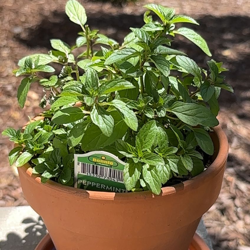 Photo of the plant species Peppermint by @ManyPlanty81 named minthe on Greg, the plant care app