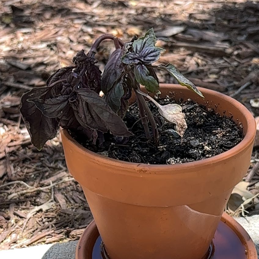 Photo of the plant species Purple Basil by @ManyPlanty81 named ocimus on Greg, the plant care app