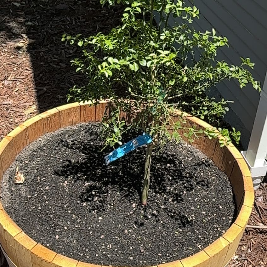 Photo of the plant species Red Finger Lime by @ManyPlanty81 named κίτρον on Greg, the plant care app