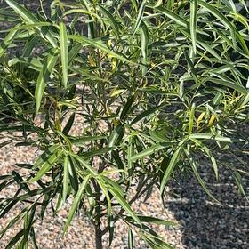 Photo of the plant species Gomphocarpus Physocarpus by @WittyChervil69 named Denali on Greg, the plant care app