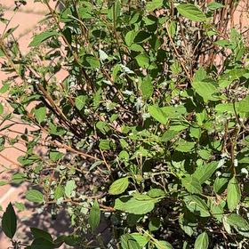 Photo of the plant species Common Buckthorn by @WittyChervil69 named Hamilton on Greg, the plant care app