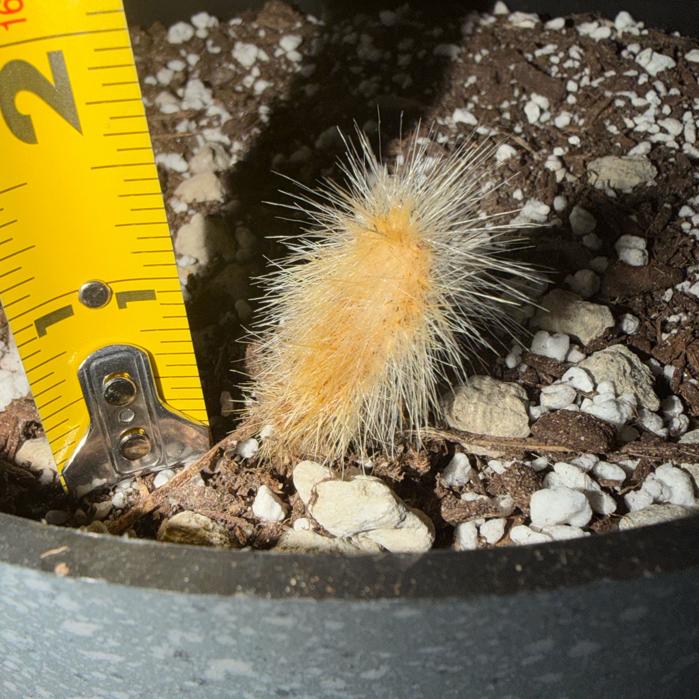 Photo of the plant species Bergerocactus Emoryi by @UltraRambutan18 named Austen on Greg, the plant care app