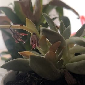 Photo of the plant species Pachyphytum 'Margrit' by @FragrantWaxvine named Naomi on Greg, the plant care app