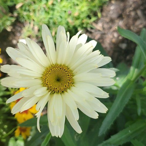 Photo of the plant species Ox-Eye Daisy by @FreeParsley12 named Sir Plancelot on Greg, the plant care app