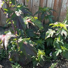 Photo of the plant species Devil's Apple by @RealEncina69 named Mollie on Greg, the plant care app
