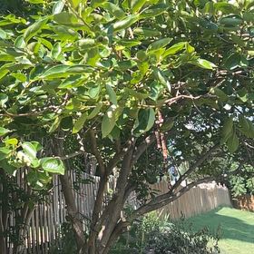 Photo of the plant species Japanese Persimmon by @RealEncina69 named Wall-E on Greg, the plant care app