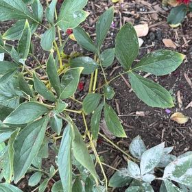 Photo of the plant species Chinese Peony by @RealEncina69 named Sage on Greg, the plant care app