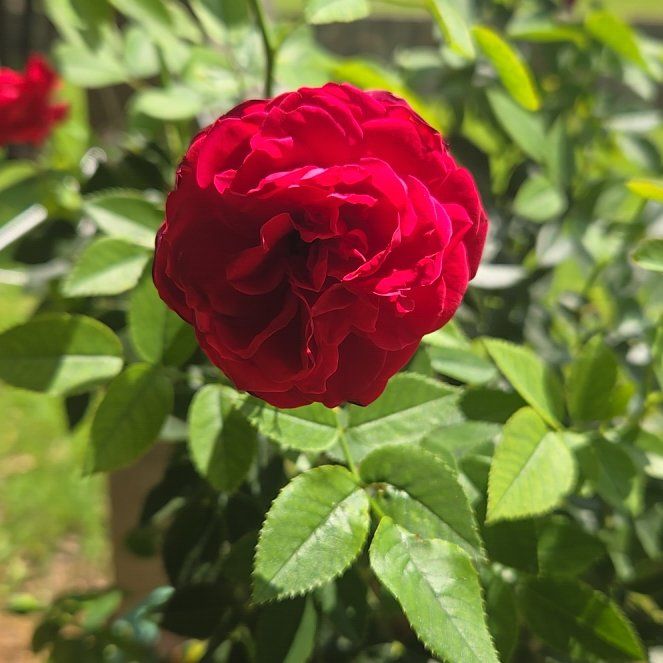 Photo of the plant species French Rose by @WinWychelm56 named Huckleberry Fern on Greg, the plant care app