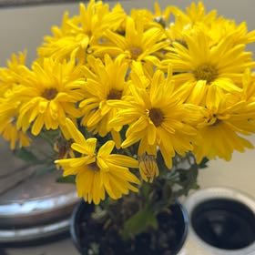 Photo of the plant species Coneflower by @RobustGerbera38 named Tree Diddy on Greg, the plant care app